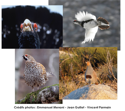 oiseaux 2